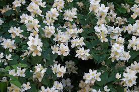 Philadelphus Coronarius Blomsterfrø til udplantning - 100 stk