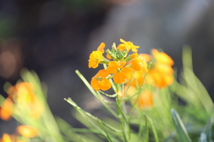 Orange Erysimum Aliionii Blomsterfrø til udplantning, 100 stk