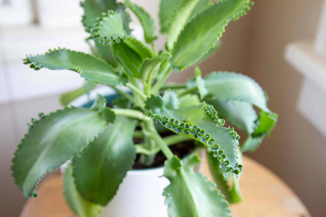 Light Green Kalanchoe Plant Seeds for Planting