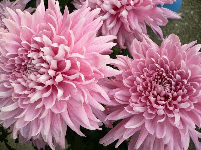 Baby Pink Chrysanthemum Blomsterfrø til udplantning, 100 stk