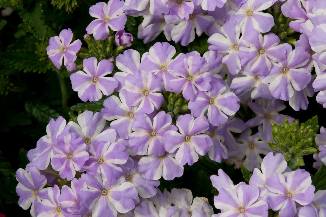 White Purple Verbena Flower Seeds for Planting, 100 pcs