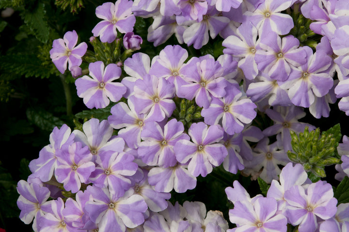 Hvid lilla Verbena Blomsterfrø til udplantning, 100 stk