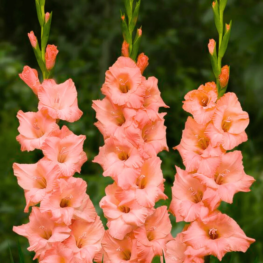 Pink Gladiolus Hybridus Flower Seeds for Planting - 100 pcs