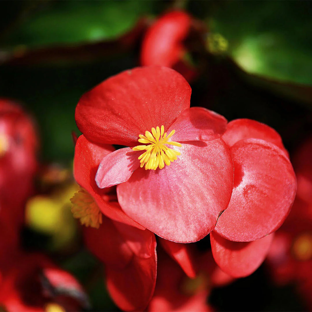 Heirloom Non-GMO Red Begonia Flower Seeds for Planting – Bright Shade-Loving Blooming Seeds