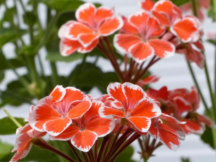 Orange White Geraniums Flower Seeds for Planting - 100 pcs