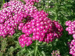 Pink Achillea Røllike Blomsterfrø til udplantning - 100 stk