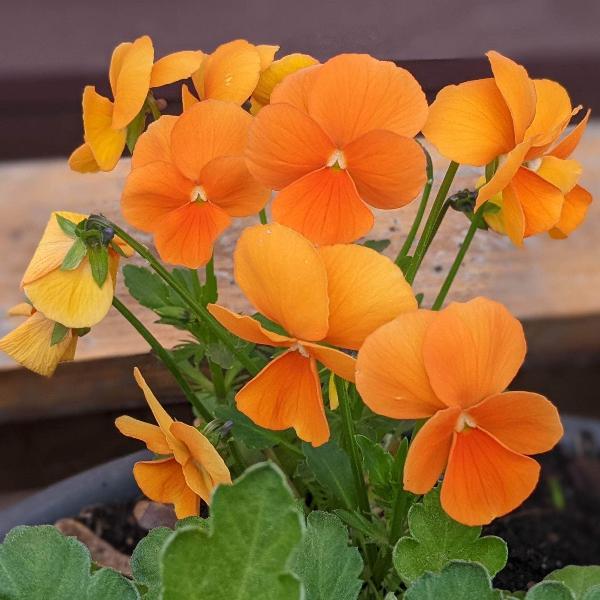 Wittrockiana Flower Seeds for Planting - 100 pcs