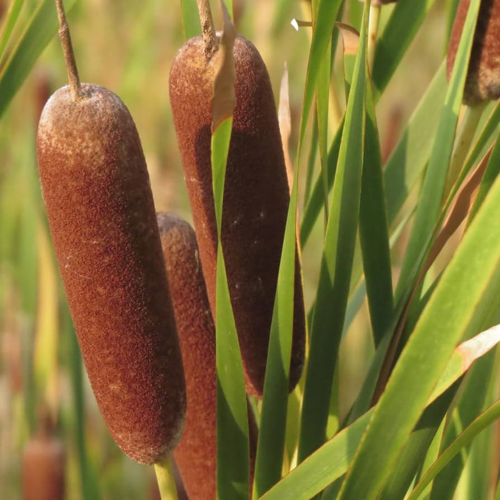 Cattails Seeds for Planting – Organic, Heirloom, Non-GMO Aquatic Flower Seeds