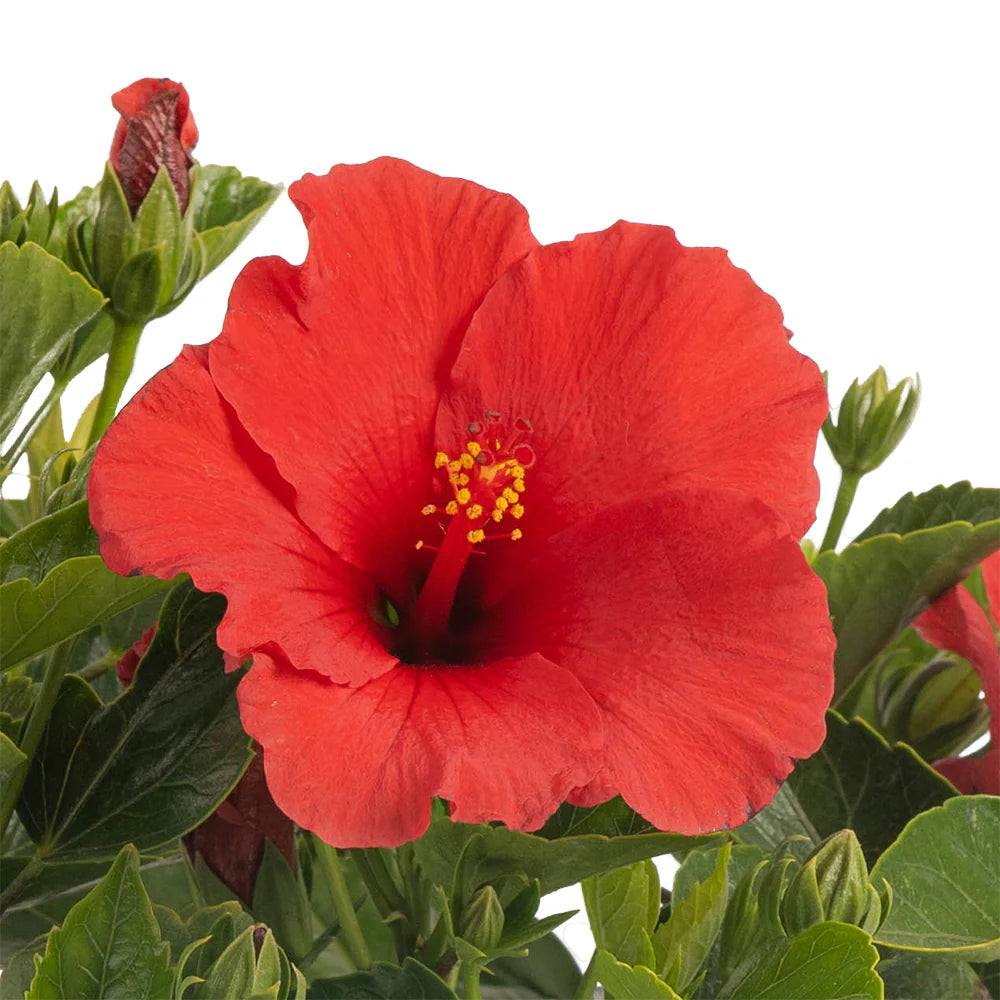 Hibiscus Flower Seeds – Tropical Garden, Heirloom, Non-GMO Flower Seeds for Planting