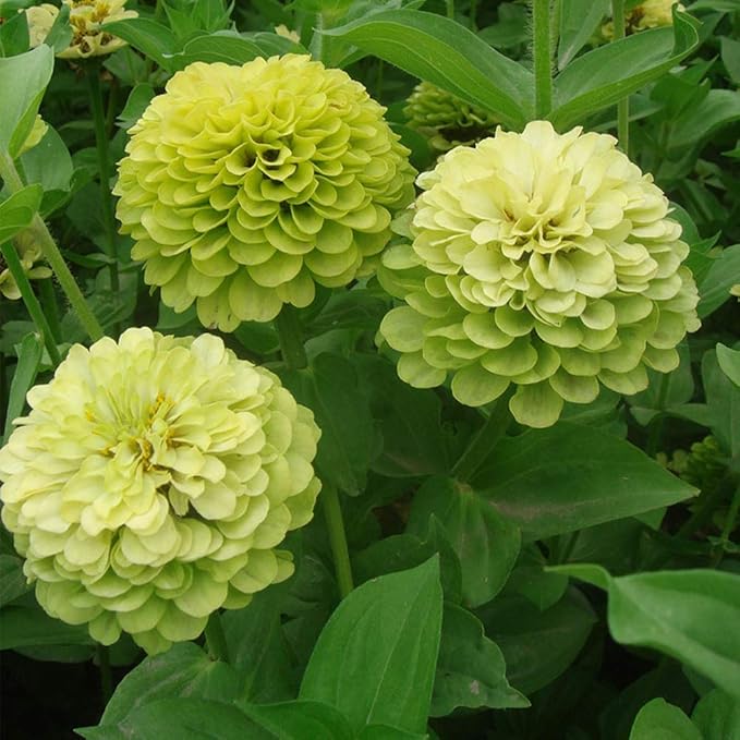 Green Zinnia Elegans Flower Seeds for Planting - 100 pcs