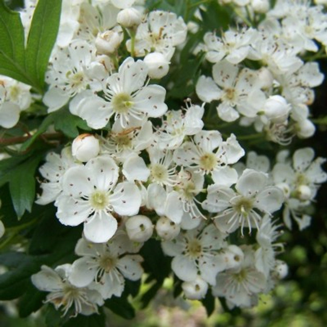 Monogyna blomsterfrø til plantning - 100 stk