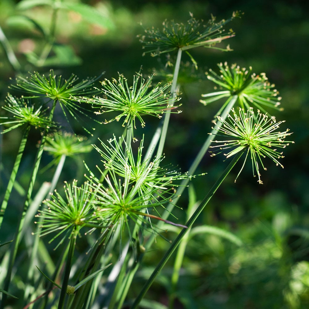papyrus plant seeds Heirloom Non-GMO Green Cyperus Papyrus Flower Seeds for Ornamental Water Garden Planting