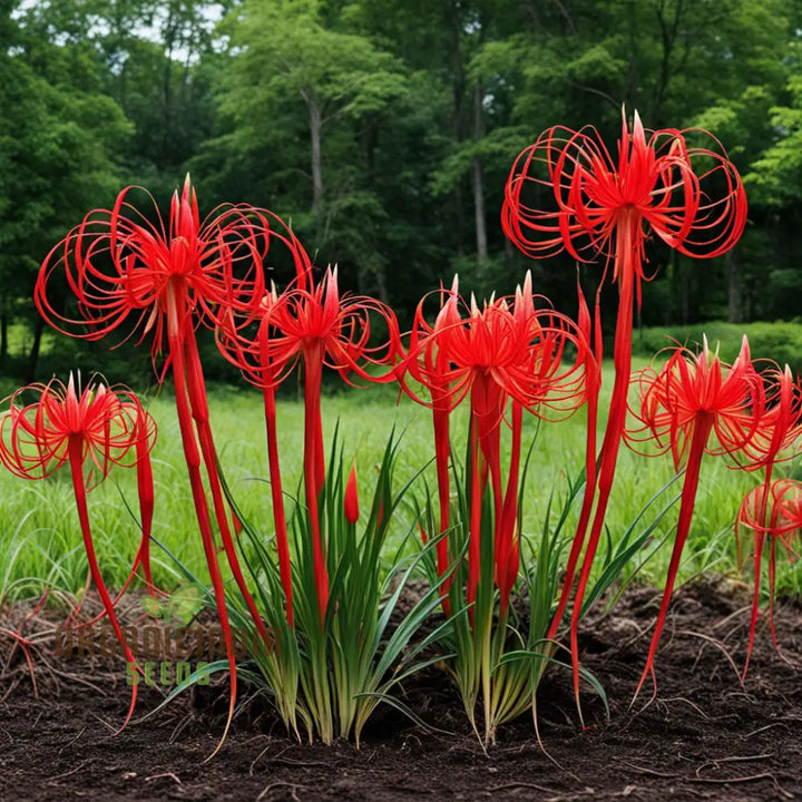 Lycoris Blomsterfrø til Plantning 100 stk