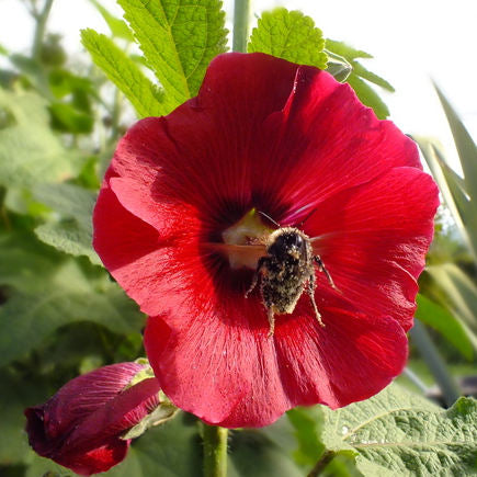 Hollyhock Red Flower Seeds for Planting – Organic, Heirloom, Non-GMO Seeds