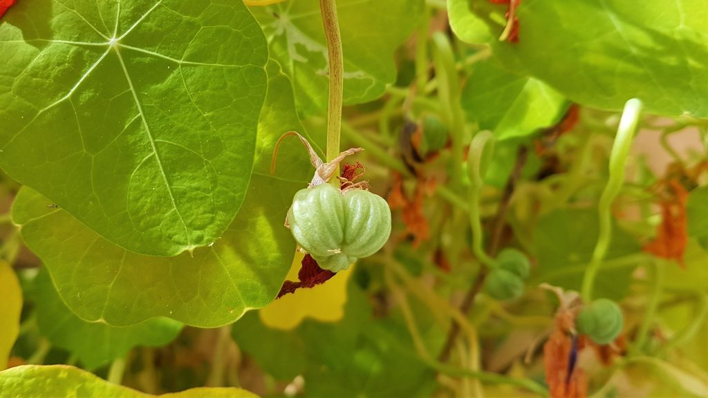 Grønne Nasturtium blomsterfrø til udplantning - 100 stk