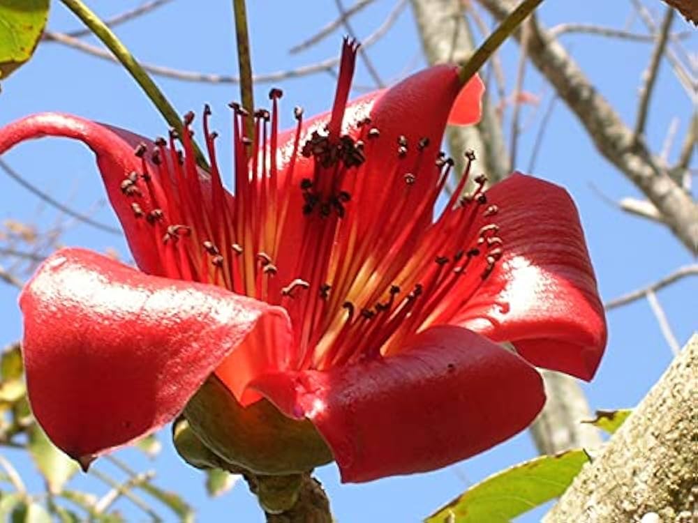 Ceiba Flower Seeds for Planting - 100 pcs