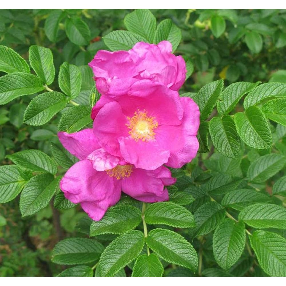 Rugosa Pink Seeds for Planting – Organic, Heirloom, Non-GMO Flower Seeds