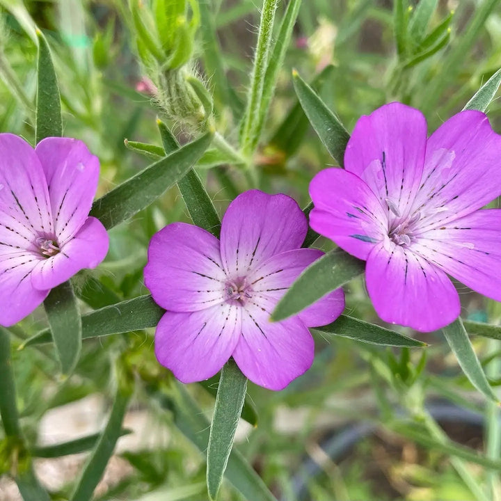 Agrostemma Purple Flower Seeds for Planting – Organic, Heirloom, Non-GMO Seeds