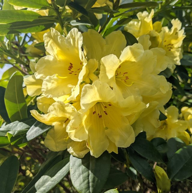 Gule Rhododendron blomsterfrø til udplantning - 100 stk