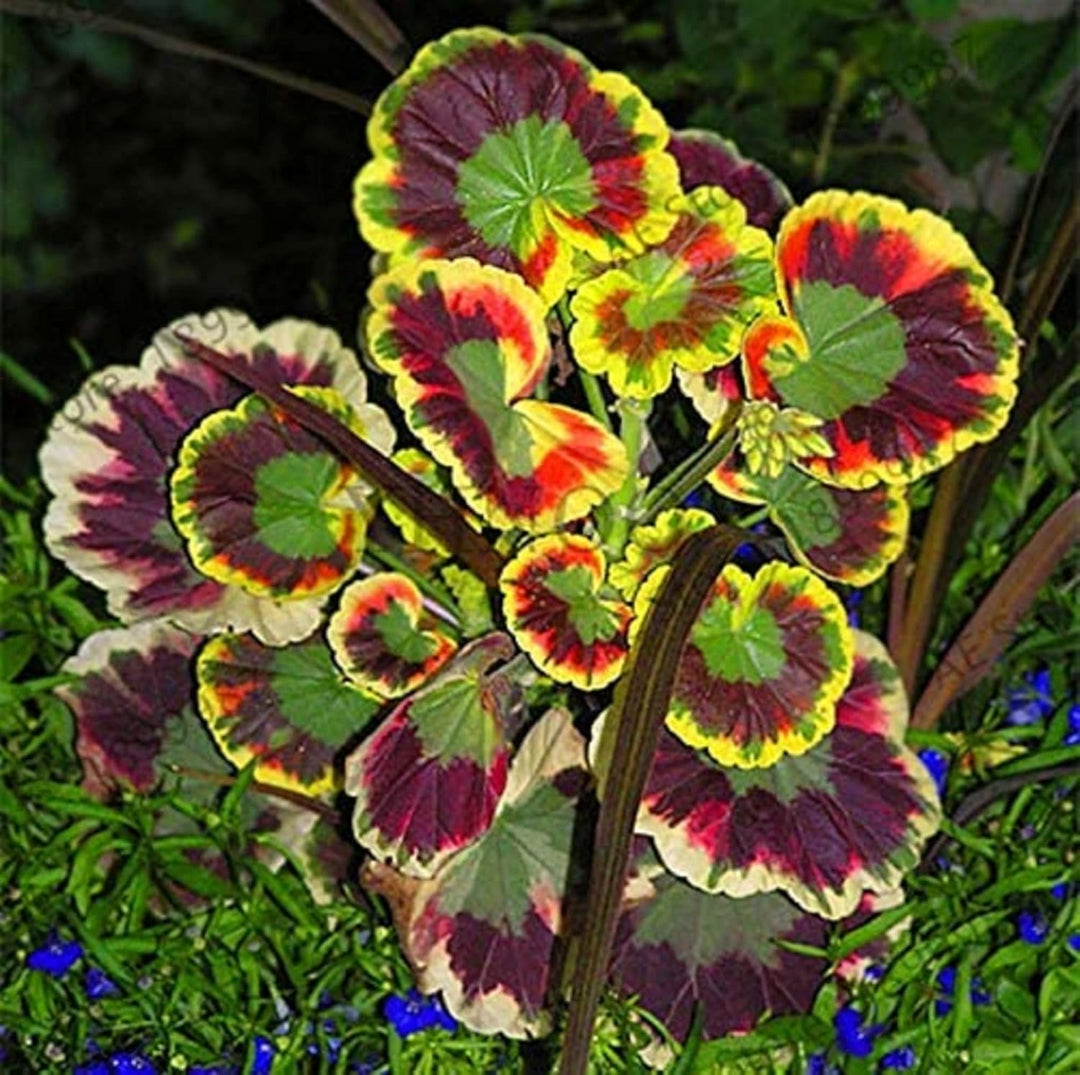 mixed geranium seeds Heirloom Non-GMO Mixed Variegated Geranium Flower Seeds – High Germination Organic Garden Seeds for Planting Unique Blooms