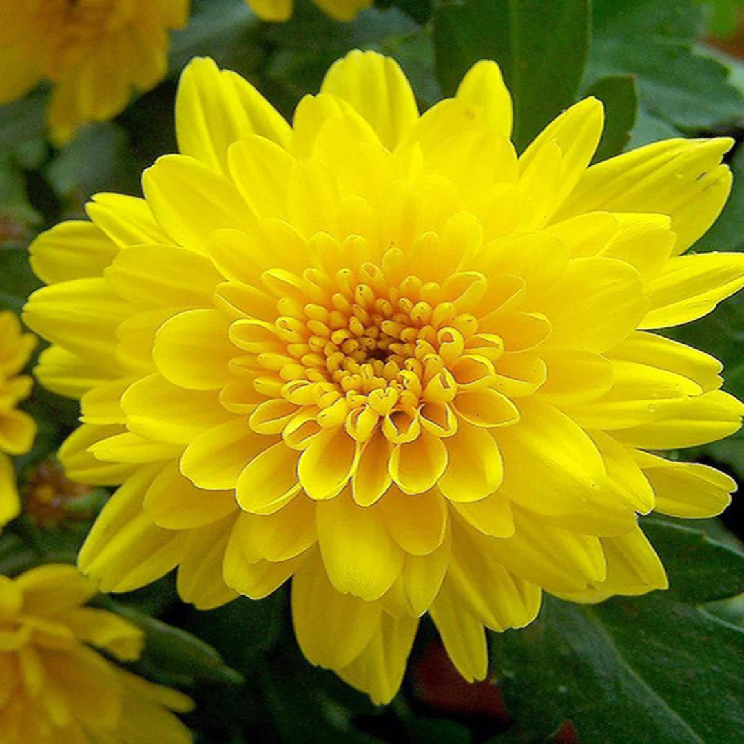 Yellow Chrysanthemum Flower Seeds for Planting Fall Beauty 100 pcs