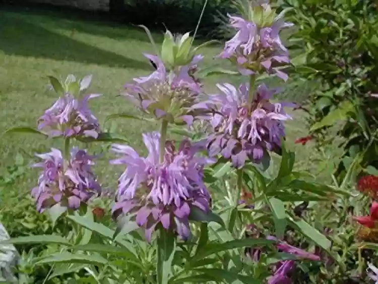 Lavender Lemon Mint Flower Seeds for Planting heirloom & Non-GMO Seeds