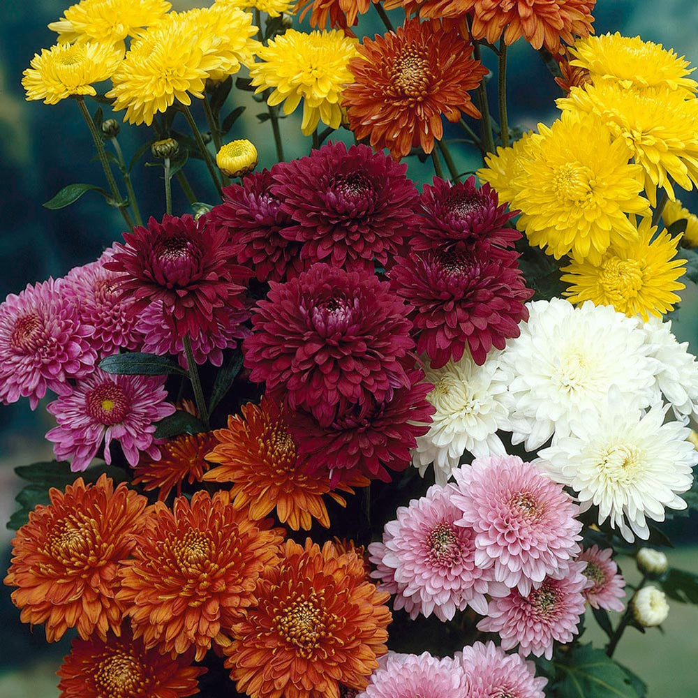 chrysanthemum seeds planting Heirloom Mixed Colors Chrysanthemum Seeds – Non-GMO – Neeraseeds
