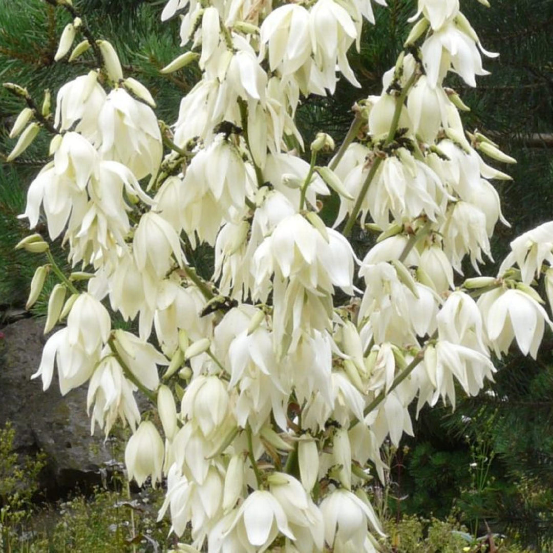 Heirloom Non-GMO White Yucca Filamentosa Plant Seeds for Drought-Tolerant Landscape Garden Planting