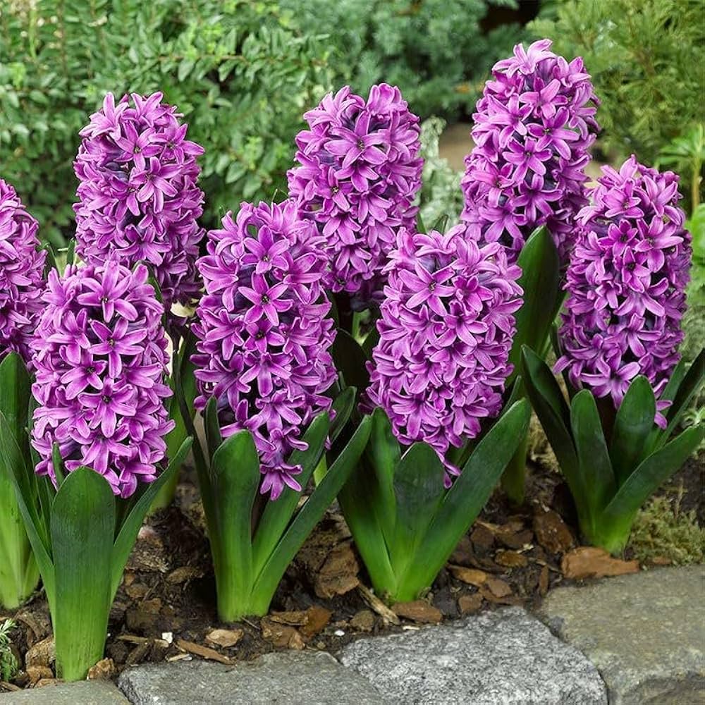 Organic Violet Hyacinth Flower Seeds for Planting – Heirloom, Non-GMO