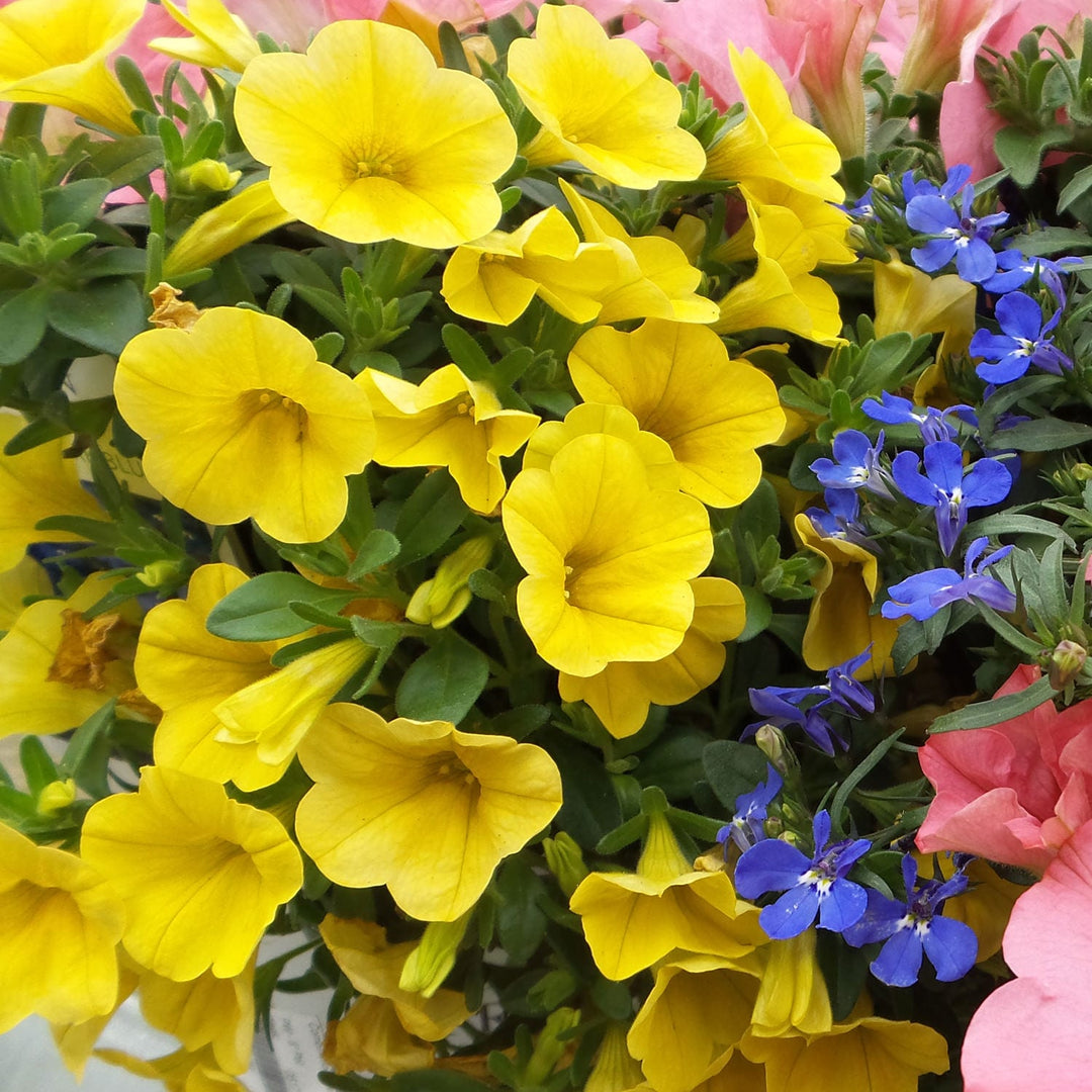 Gule Calibrachoa blomsterfrø til plantning, lyse blomster, 100 stk