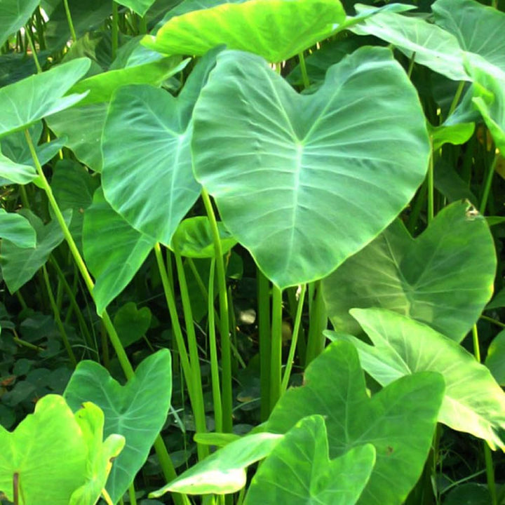 Green Giant Elephant Ear Seeds – Heirloom, Non-GMO Tropical Plant Seeds for Planting