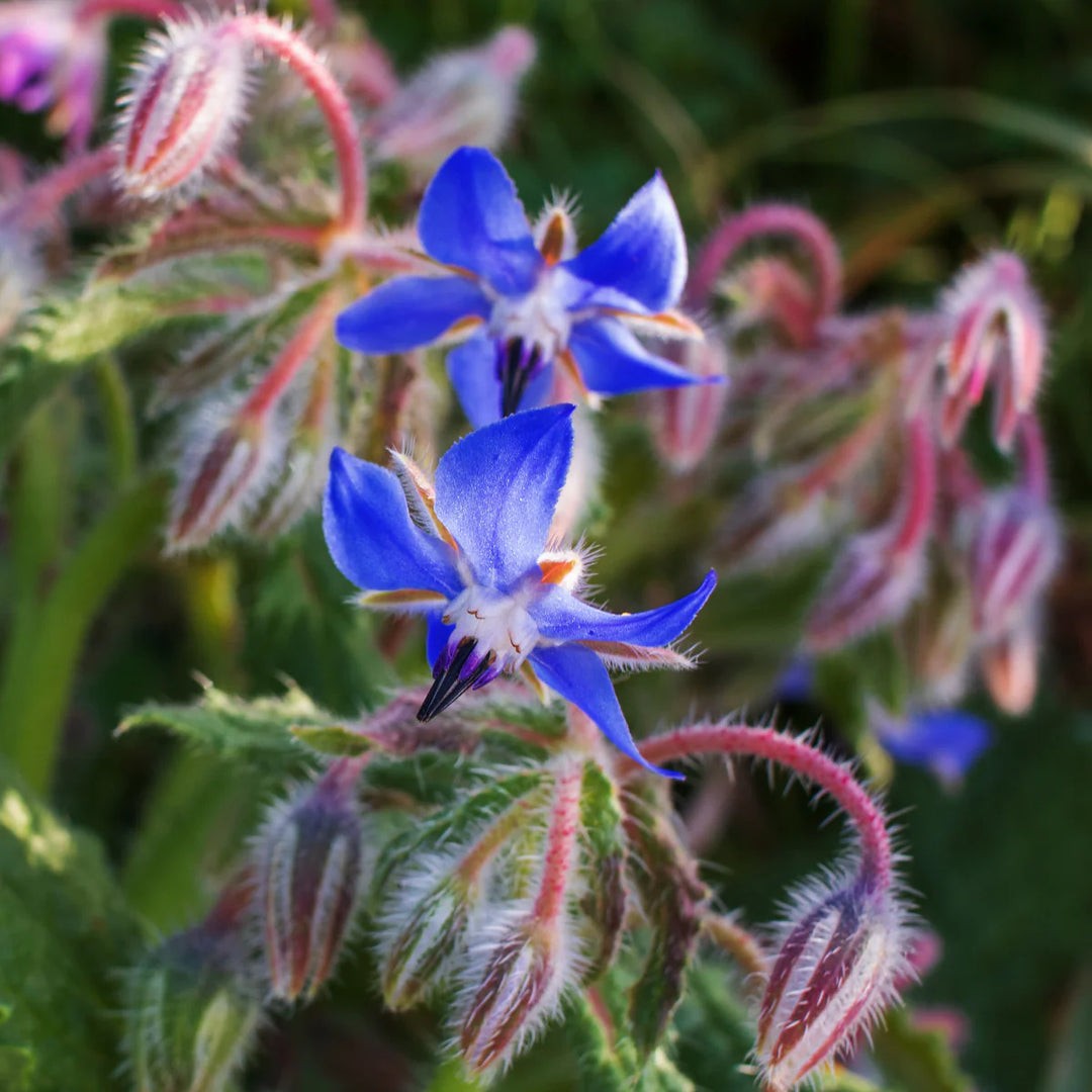 Mørkeblå Borage Blomsterfrø til udplantning, 100 stk