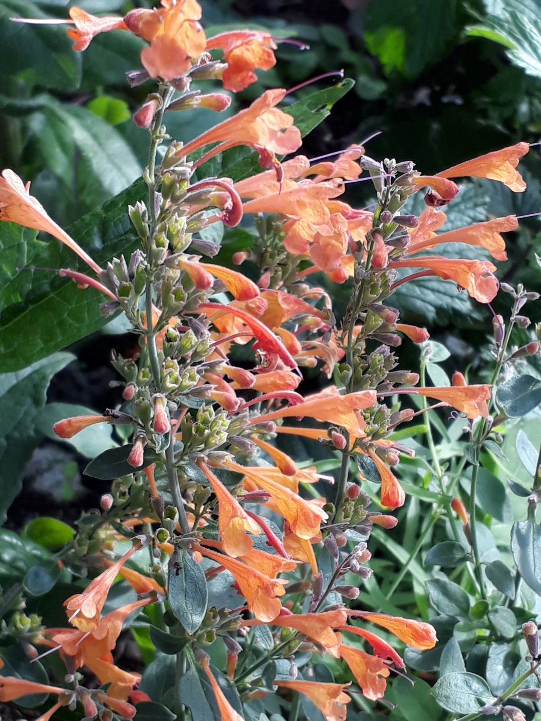 Orange Agastache Navajo blomsterfrø til udplantning, 100 stk