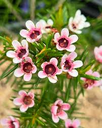 Heirloom Non-GMO Geraldton Flower Seeds for Planting – Vibrant Garden Displays, High Germination Organic Garden Seeds