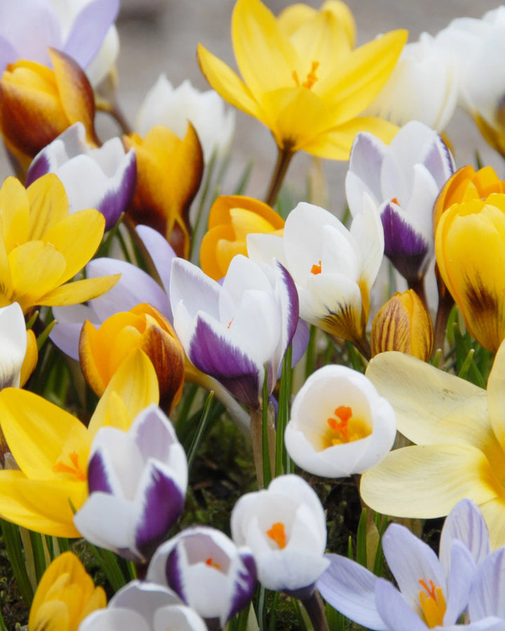 Crocus Flower Seeds Mixed Colors for Planting 100 pcs