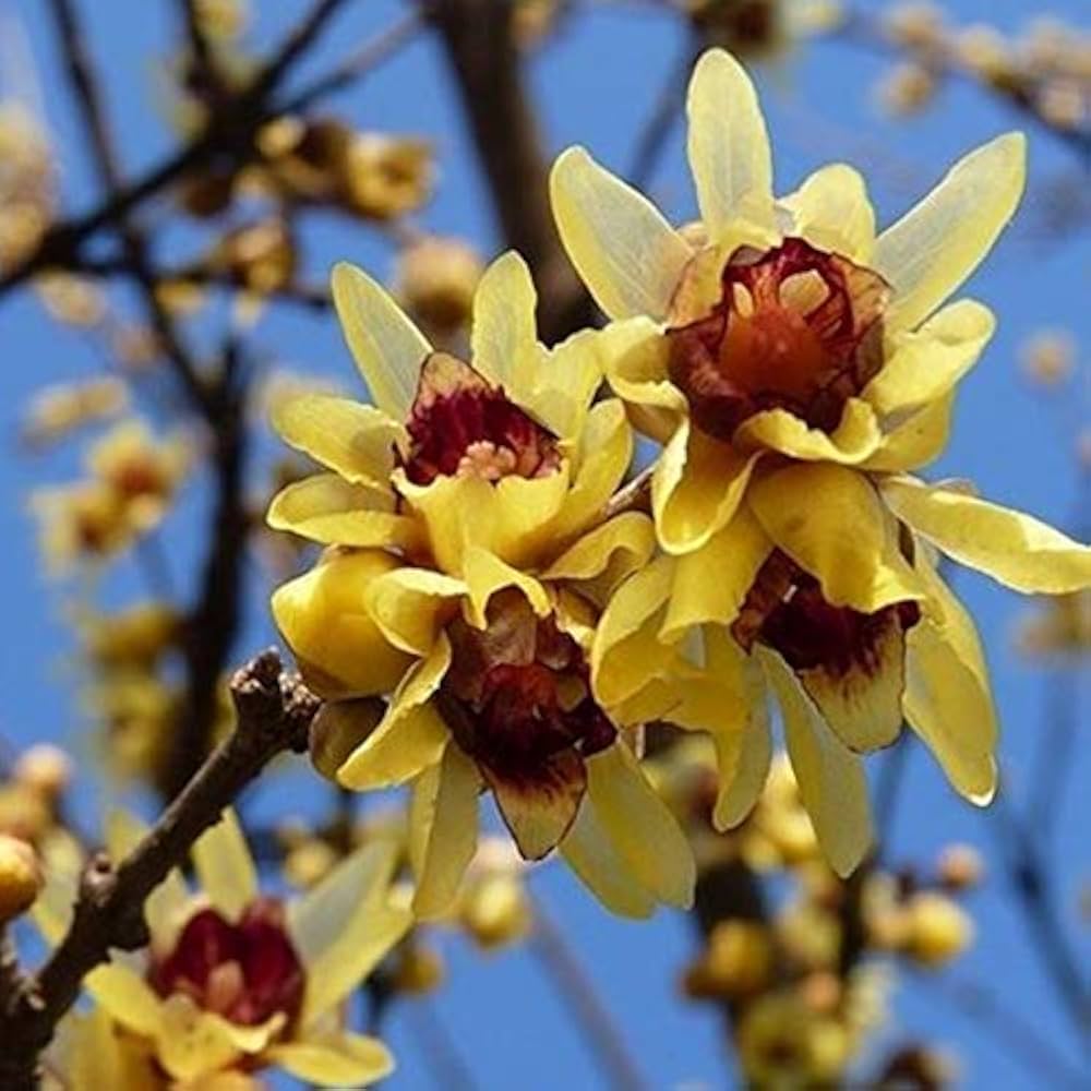 Chimonanthus Wintersweet Flower Seeds – Heirloom, Non-GMO Flower Seeds for Planting