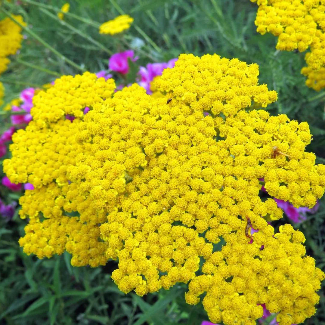 Heirloom Non-GMO Colorado Perennial Flower Seeds for Planting – Colorful Long-Lasting Garden Blooms