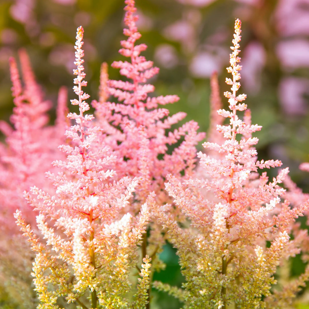 Astilbe Blomsterfrø til Plantning ,Heirloom Frø -100 stk