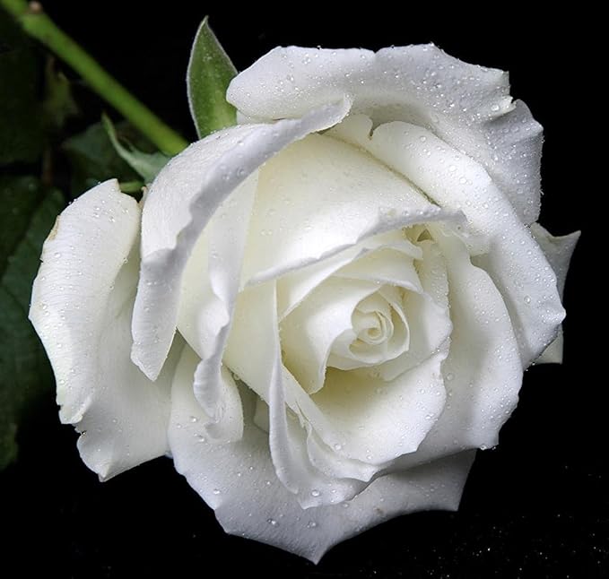 White Rose Heirloom Non-GMO Seeds for Planting