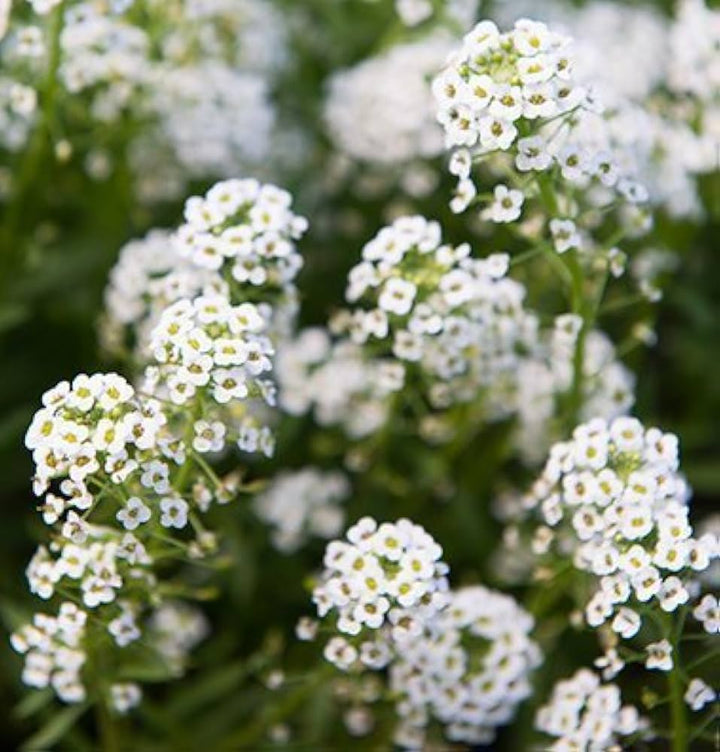 seed of snow flower Heirloom Non-GMO White Snow Flower Seeds for Serene Garden Landscapes and Winter Planting