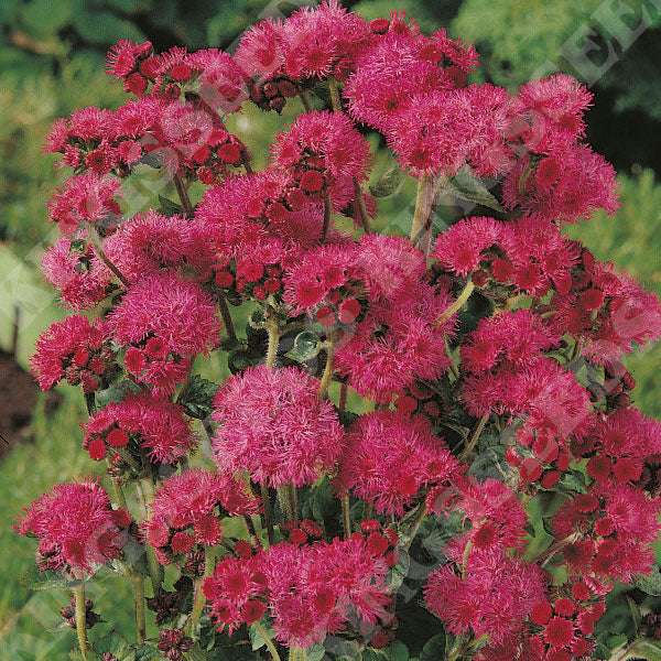 Red Ageratum Flower Seeds for Planting - Heirloom & Non-GMO garden seeds