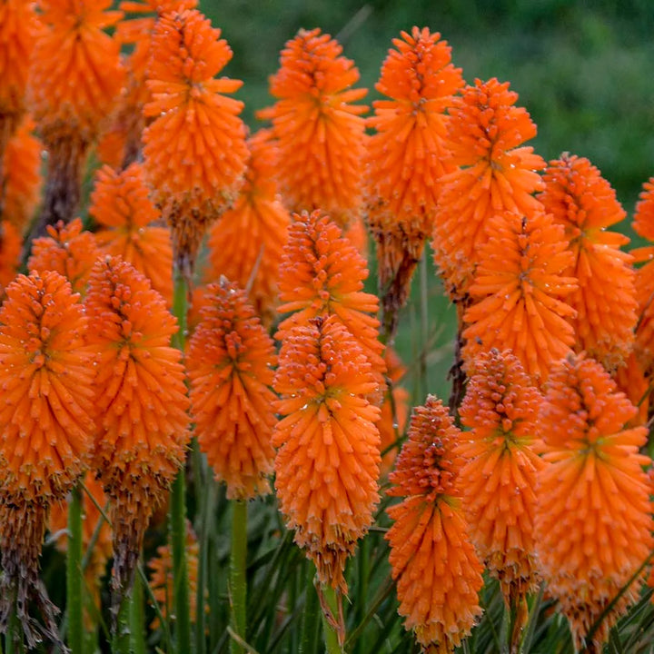 Orange Hot Poker Torch Lily, Kniphofia Perennial Flower Seeds for Planting – Heirloom and Non-GMO Garden Seeds