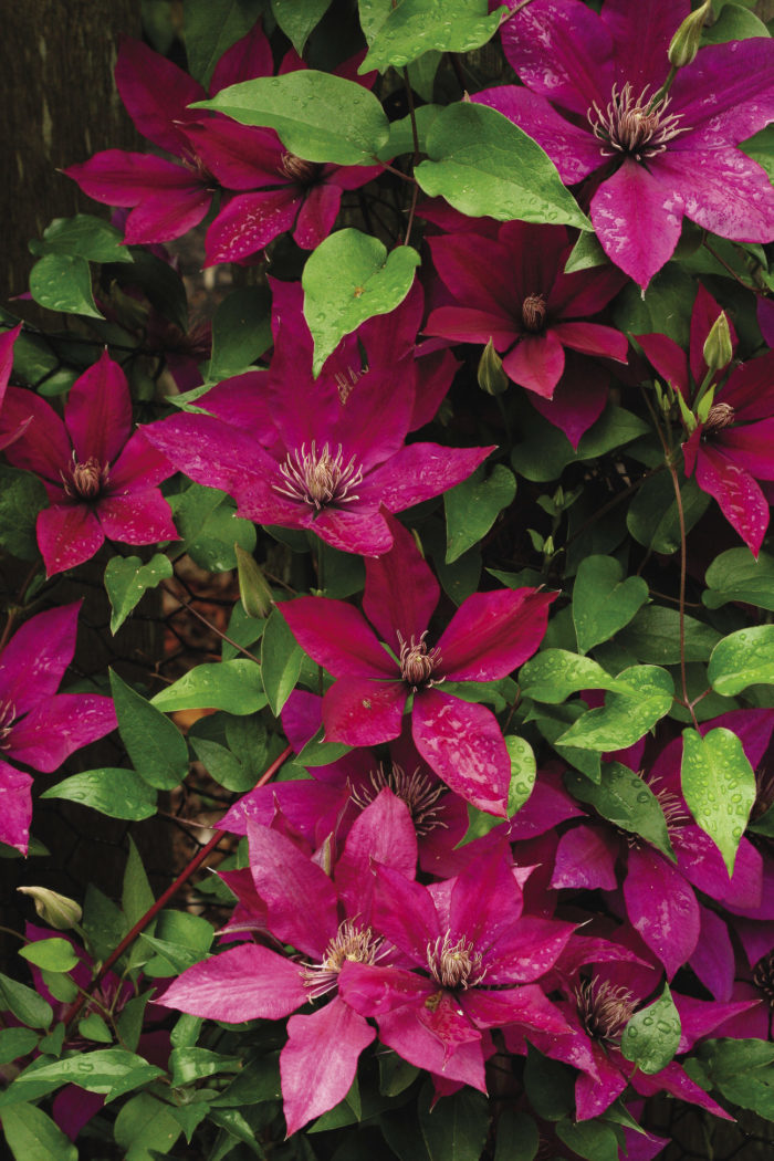 Pink Gul Clematis Blomsterfrø til udplantning - 100 stk