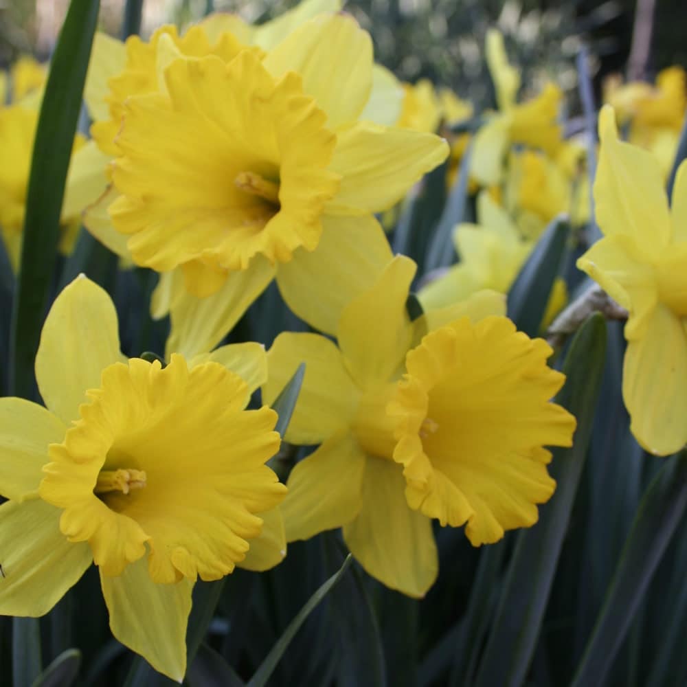 Light Yellow Narcissus Seeds for Planting, 100 pcs