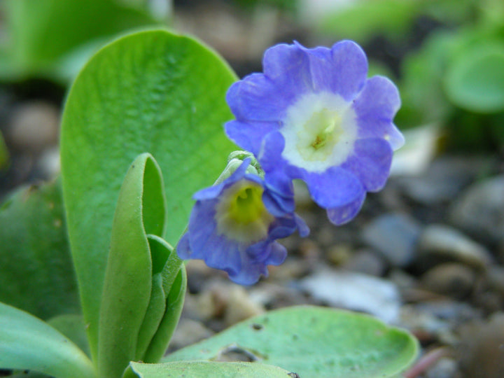 Blue Primula Auricula Seeds for Planting – Organic, Heirloom, Non-GMO Flower Seeds