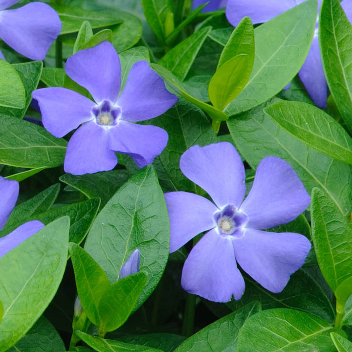 Heirloom Non-GMO Blue Vinca Flower Seeds – Colorful Ground Cover & Garden Planting