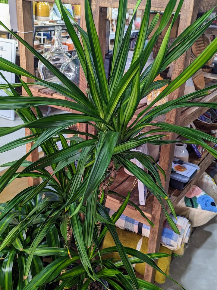 Grønne Dracaena Fargans plantefrø til udplantning - 100 stk