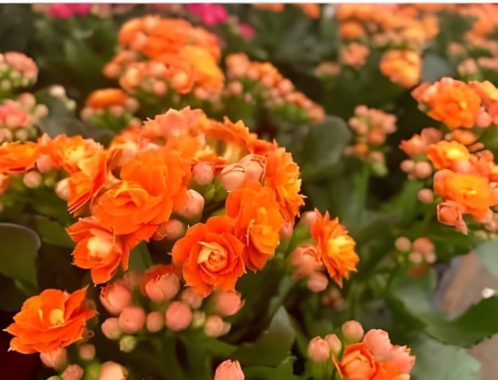 Red Yellow Kalanchoe Seeds for Planting, 100 pcs