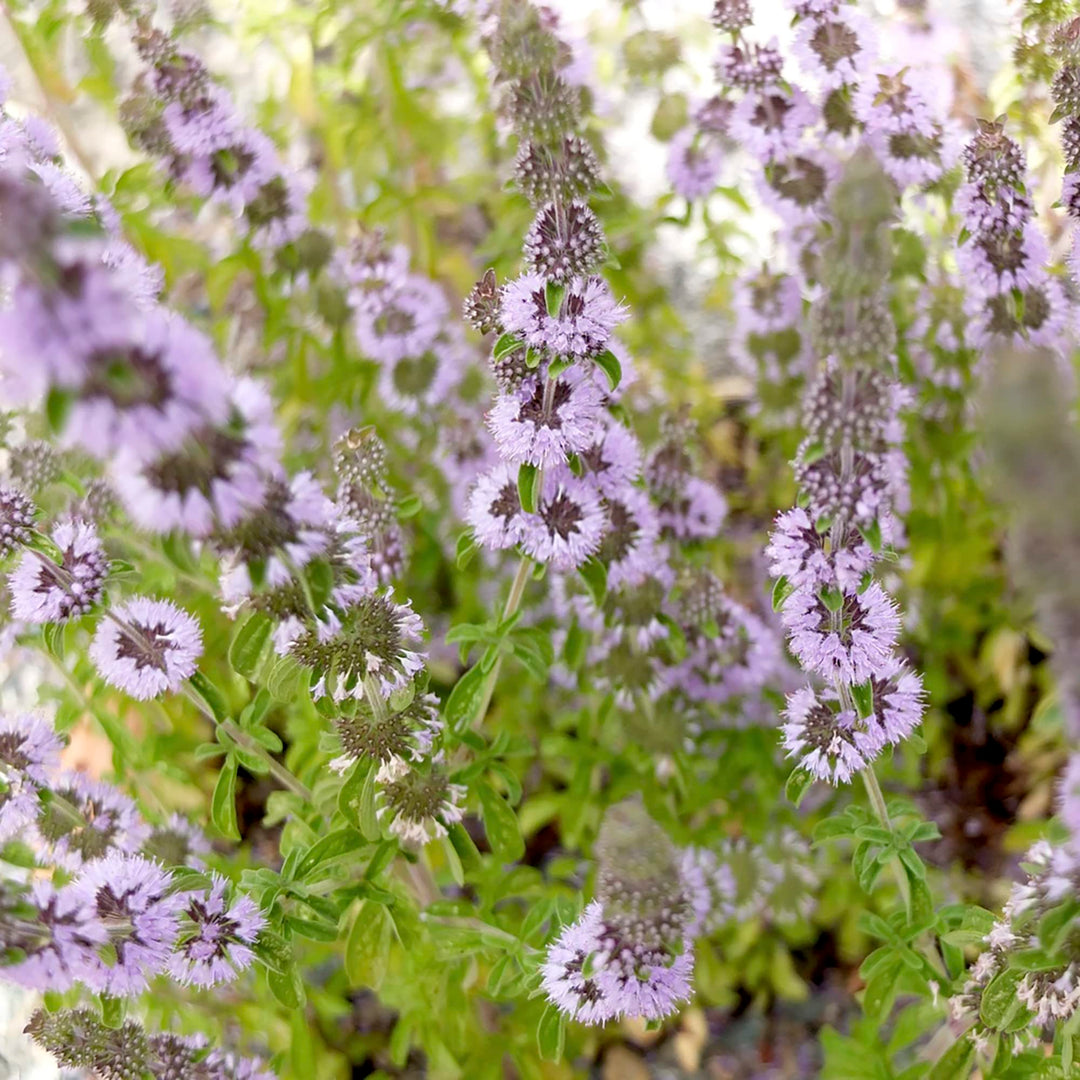 Heirloom Non-GMO Purple Pennyroyal Flower Seeds – Aromatic Blooms for Garden Planting