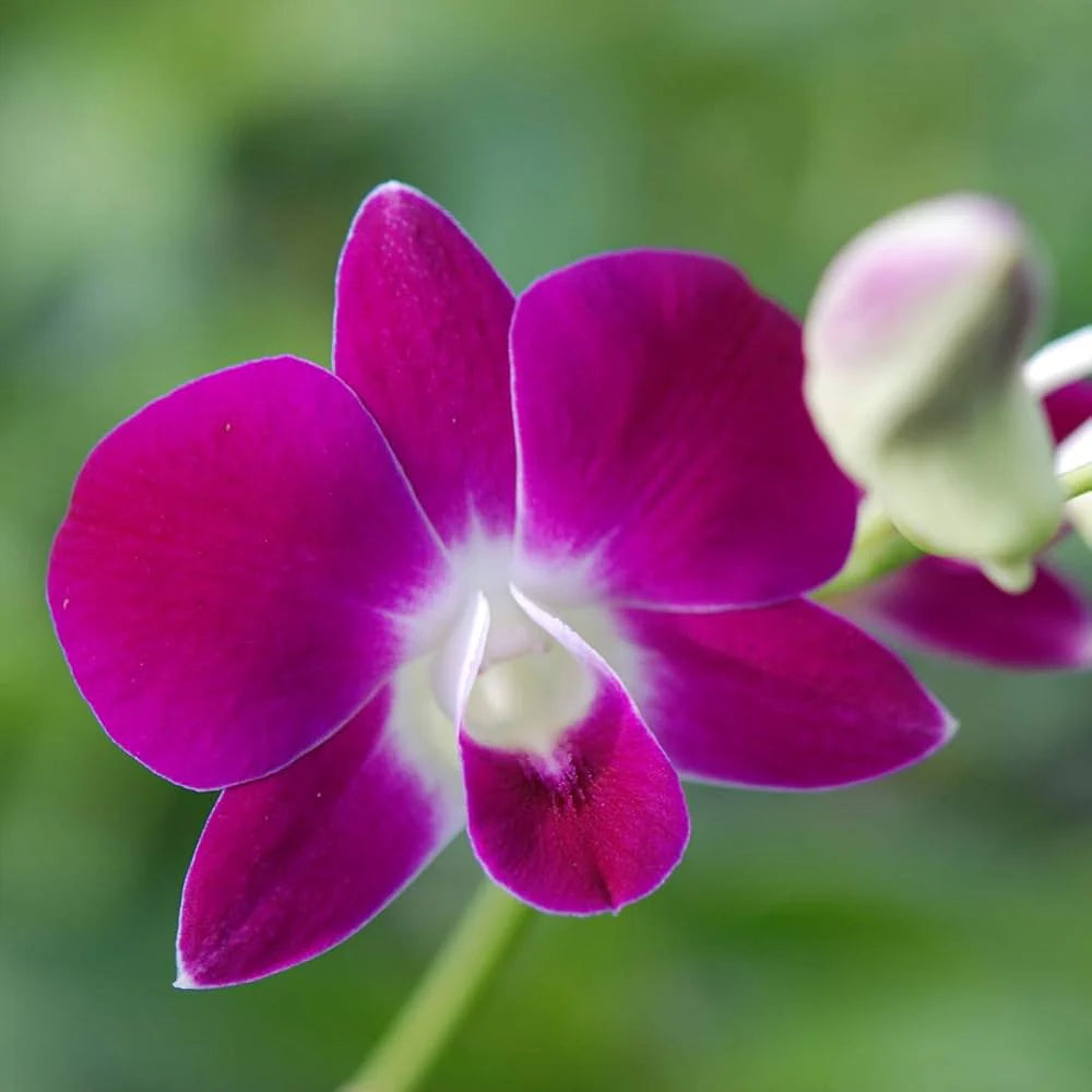 Pink Dendrobium Flower Seeds – Heirloom Non-GMO Orchid Seeds for Elegant Garden Planting
